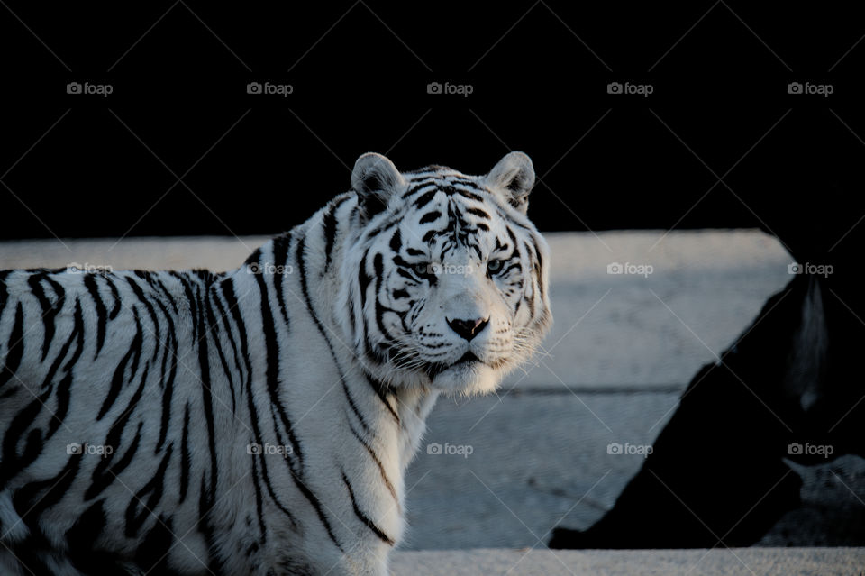 Tigre albino-Albino Tiger