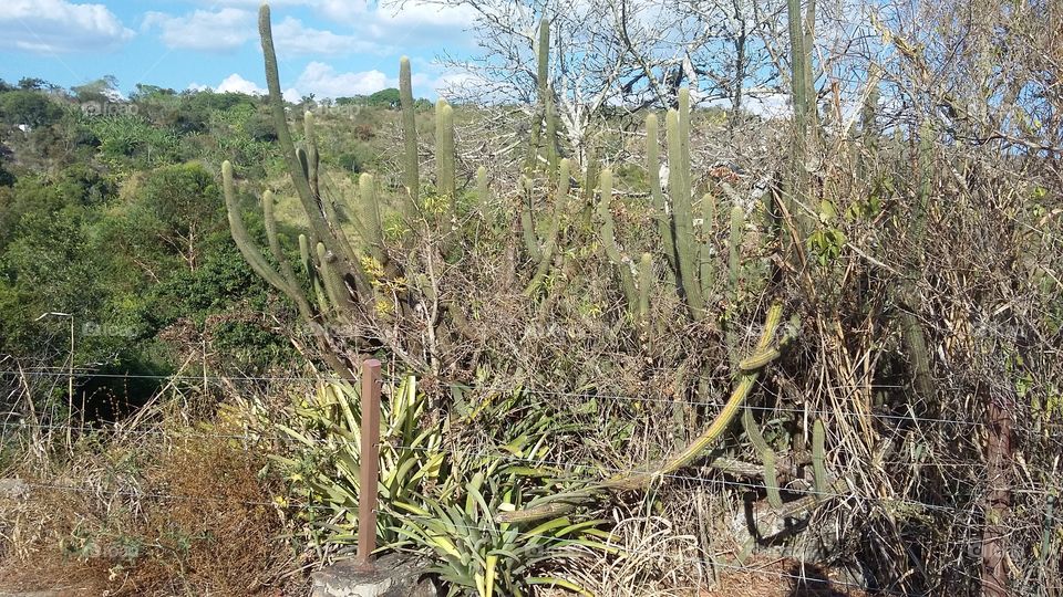 Caatinga. vegetação característica do sertão, composta por cactos e outras espécies