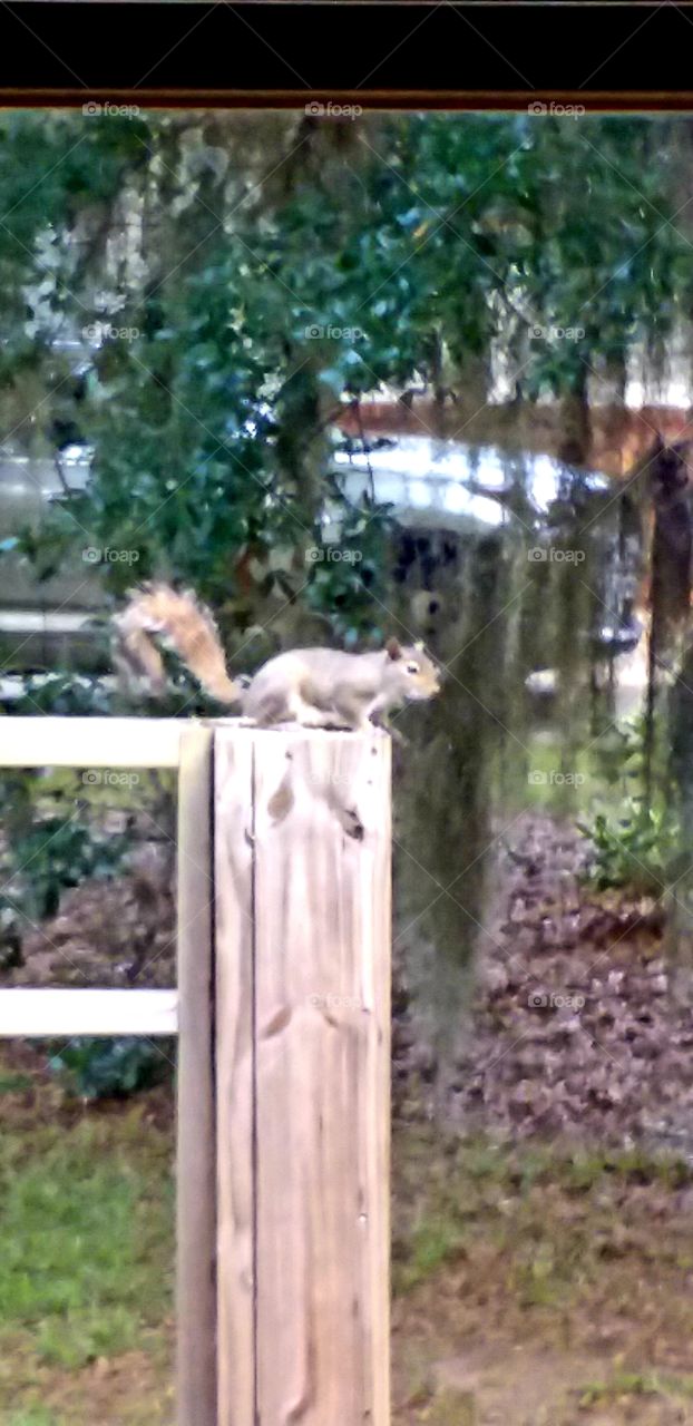 squirrel shot through the window