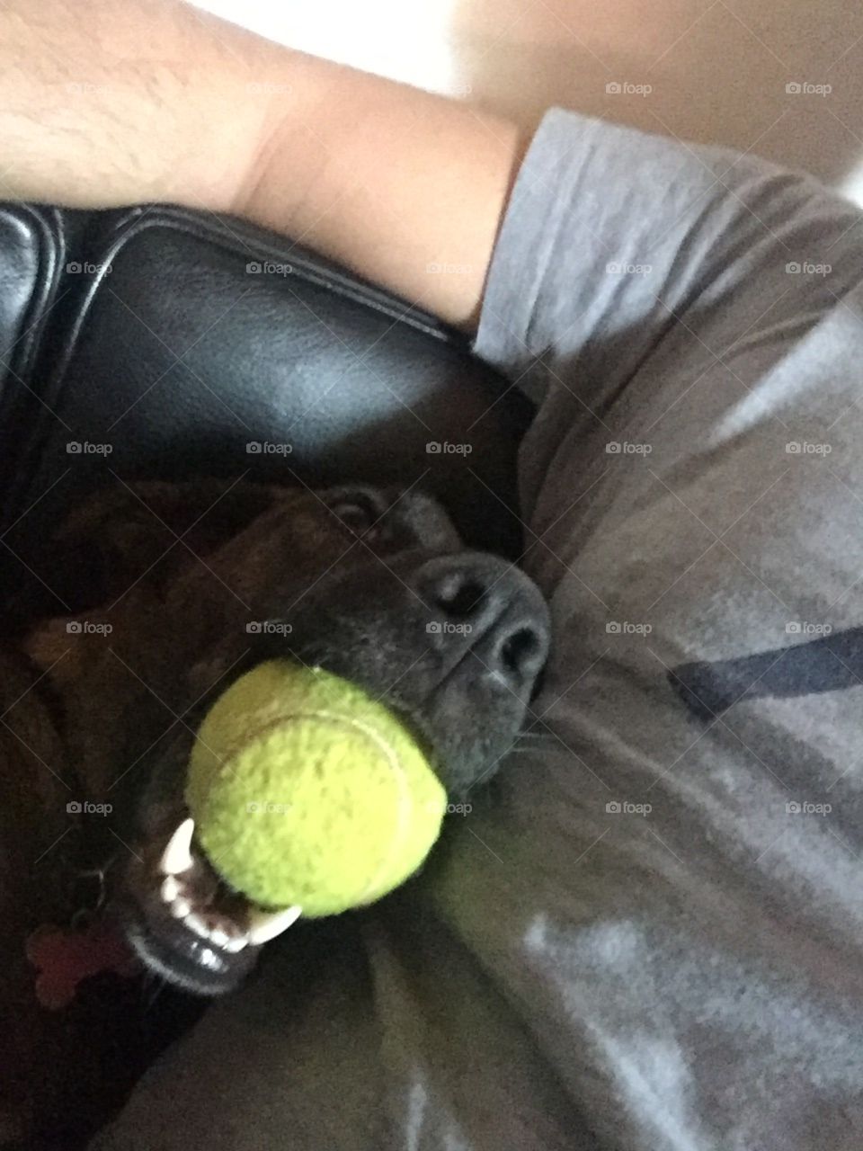 Dog with tennis ball in mouth 