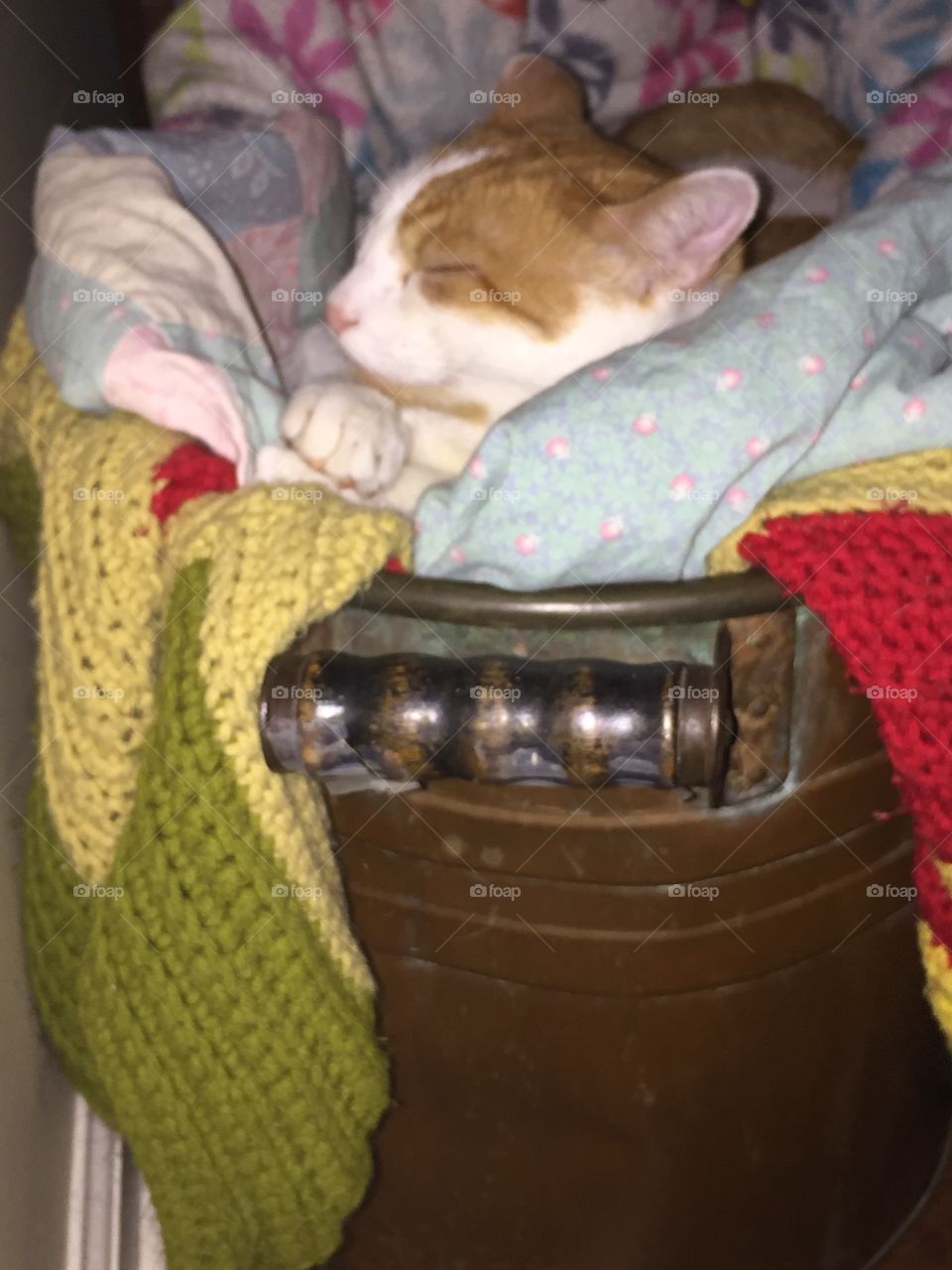 Cat in a tub. Cat in an old copper tub