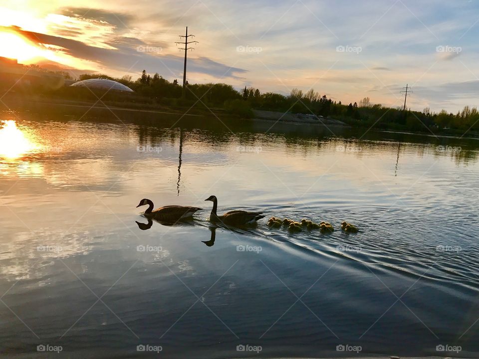 Ducklings with the parents at Saskatchewan river. 