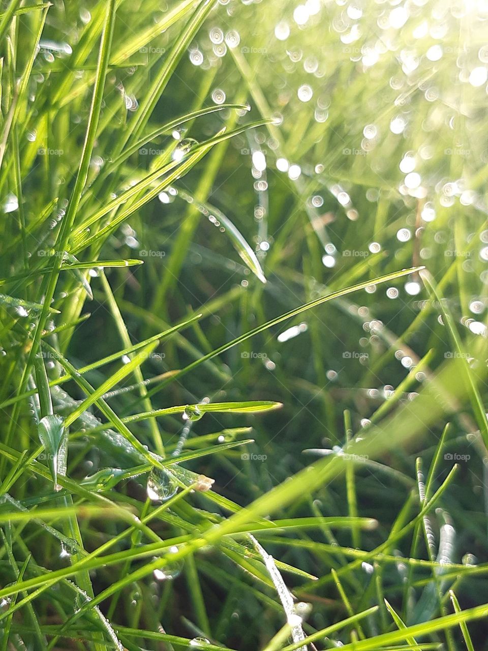 drops of crystal water on fresh green grass, natural sun after the rain