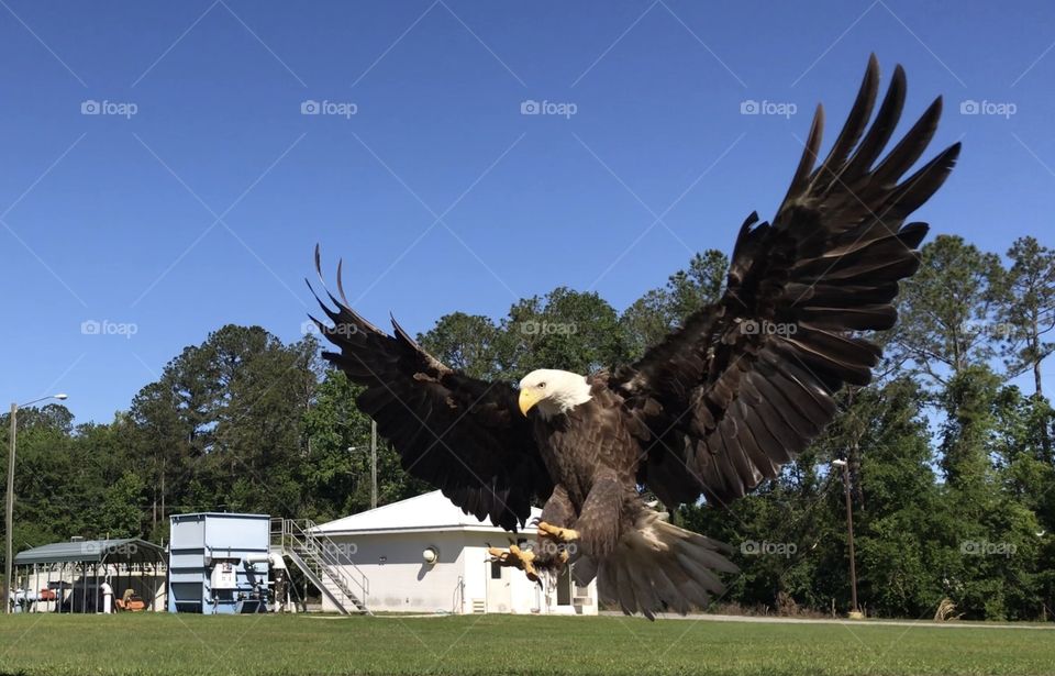 Eagle landing at work. 