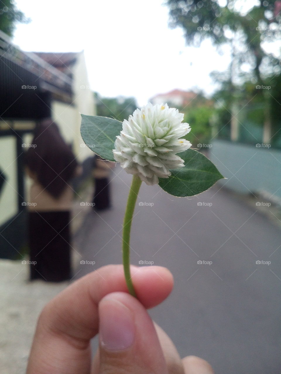 Flower and its leaf