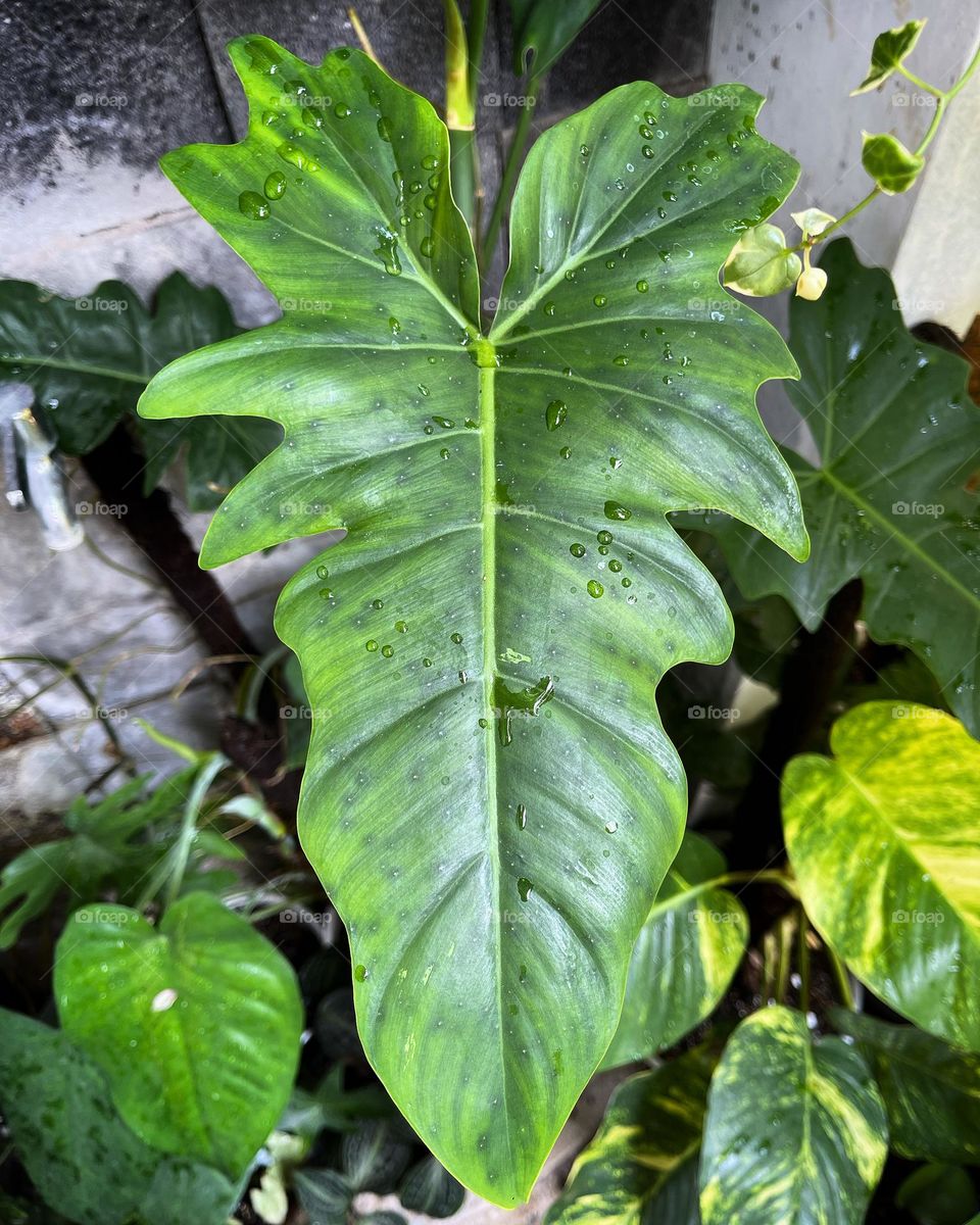 Green leaves