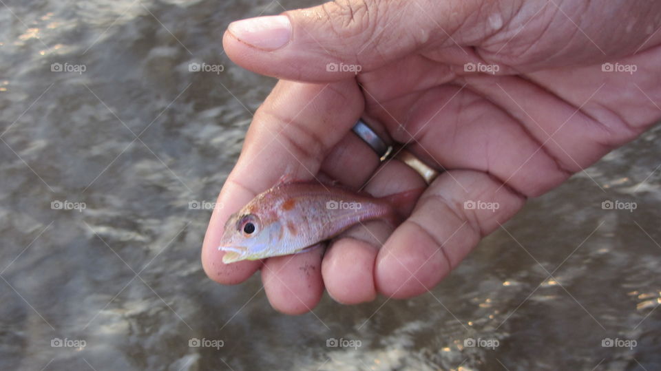 Person holding fish