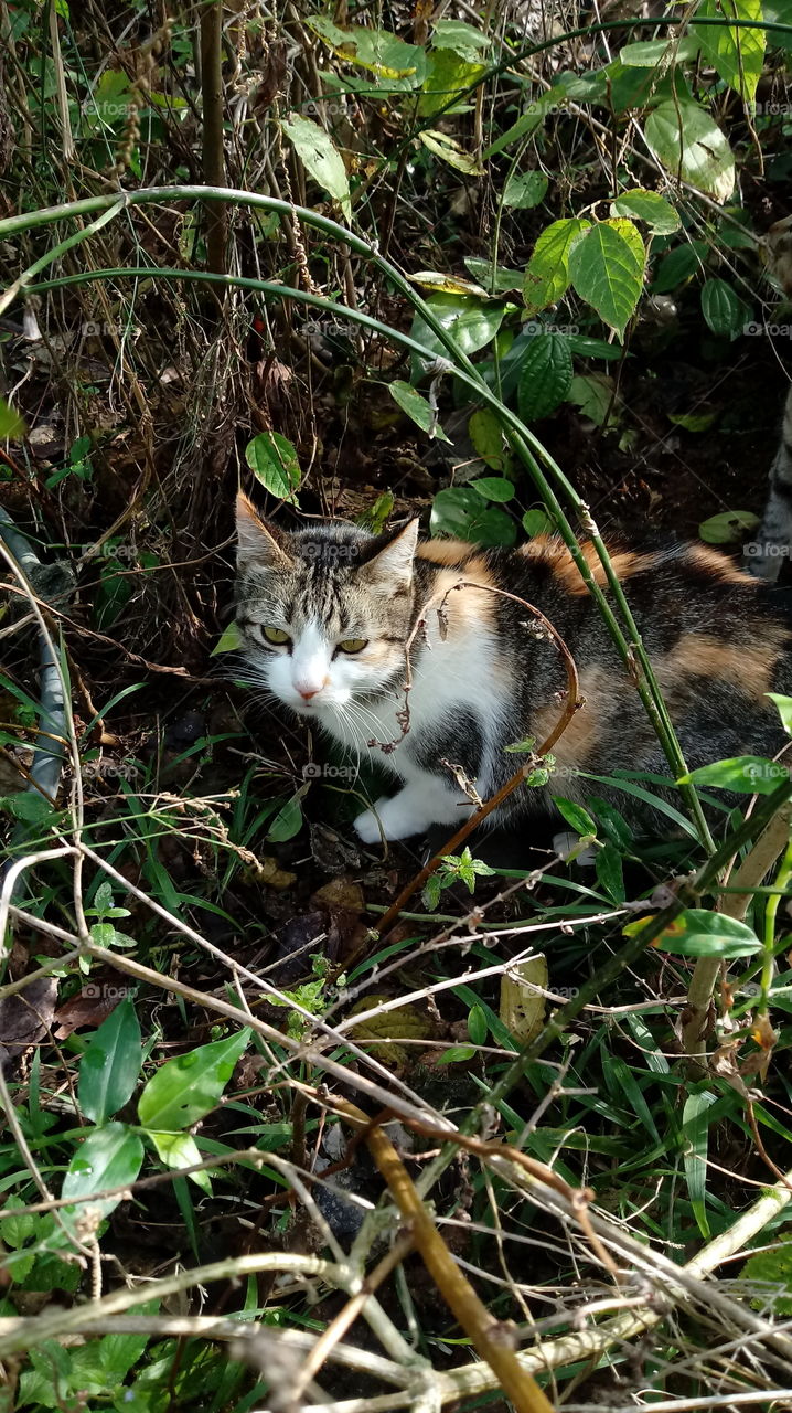 CAT, CACHÉ, DANS LA TUER ENTRE LES BRANCHES.