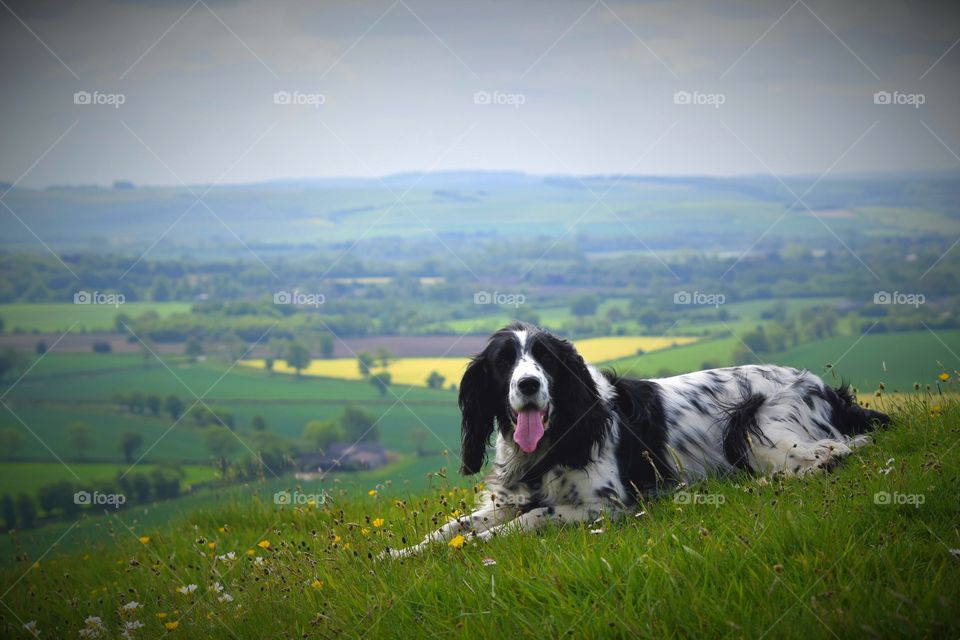 Dog on a hill