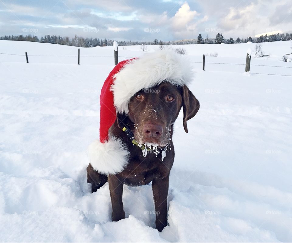Chocolate lab wearing a Santa hat while standing in the snow on a beautiful winter day in McCall, Idaho. 
