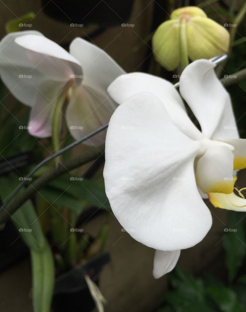 Orchid: foreground, middle ground, background 