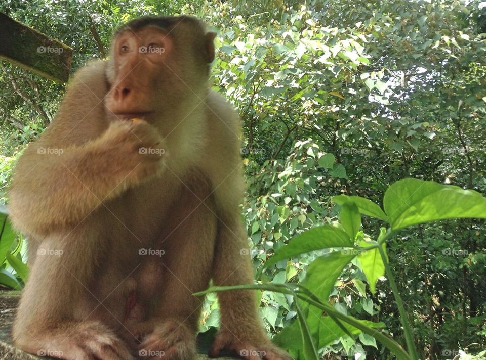 Macaque, pig-tailed