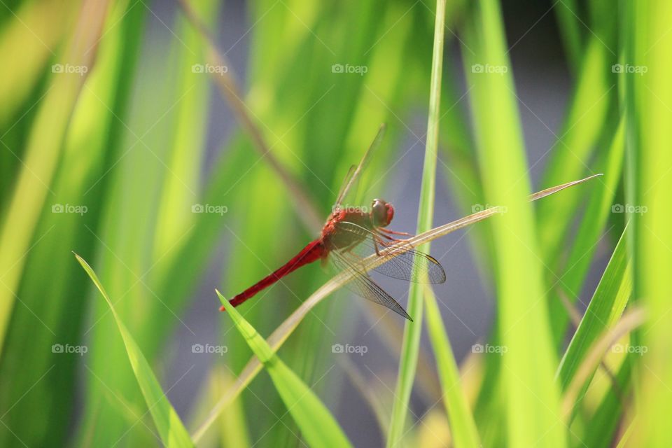 Red Dragonfly..