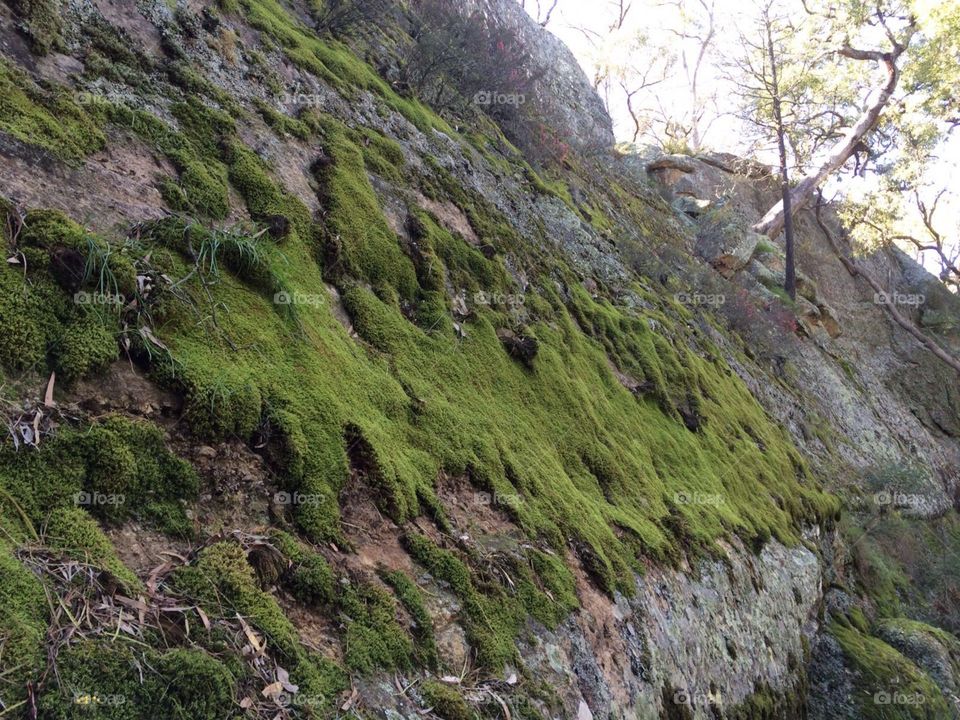 Moss wall