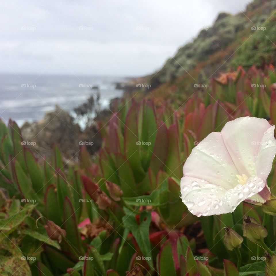 Dew. Big Sur, CA