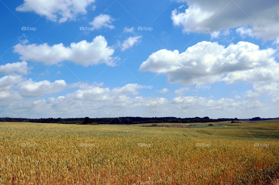 Fields of the crops, Mazurian region in Poland