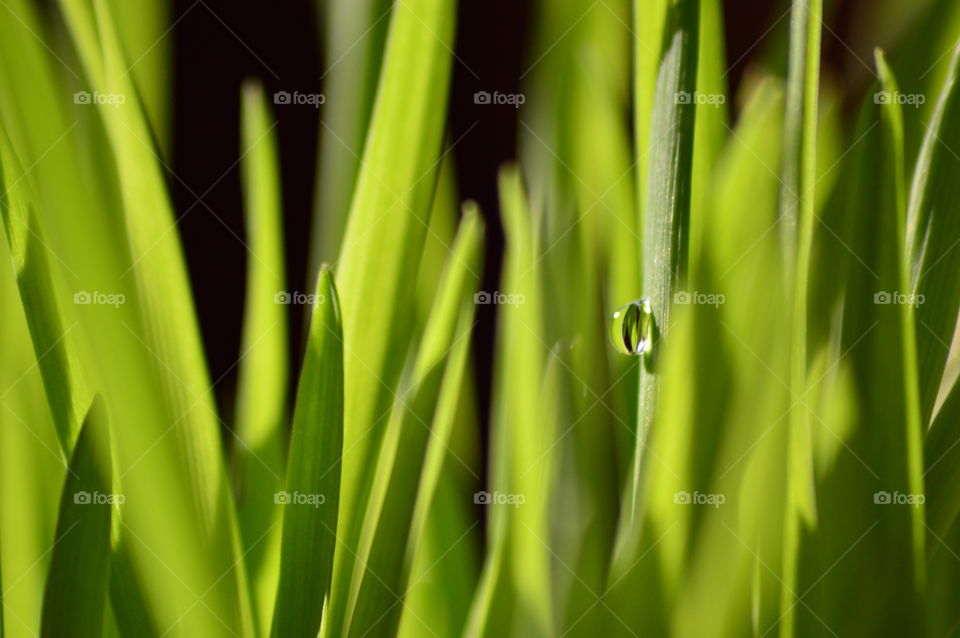 Waterdrop on grass