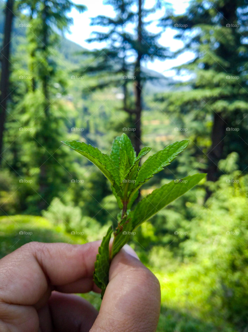 Organic mint grown in the jungle of Himalayas