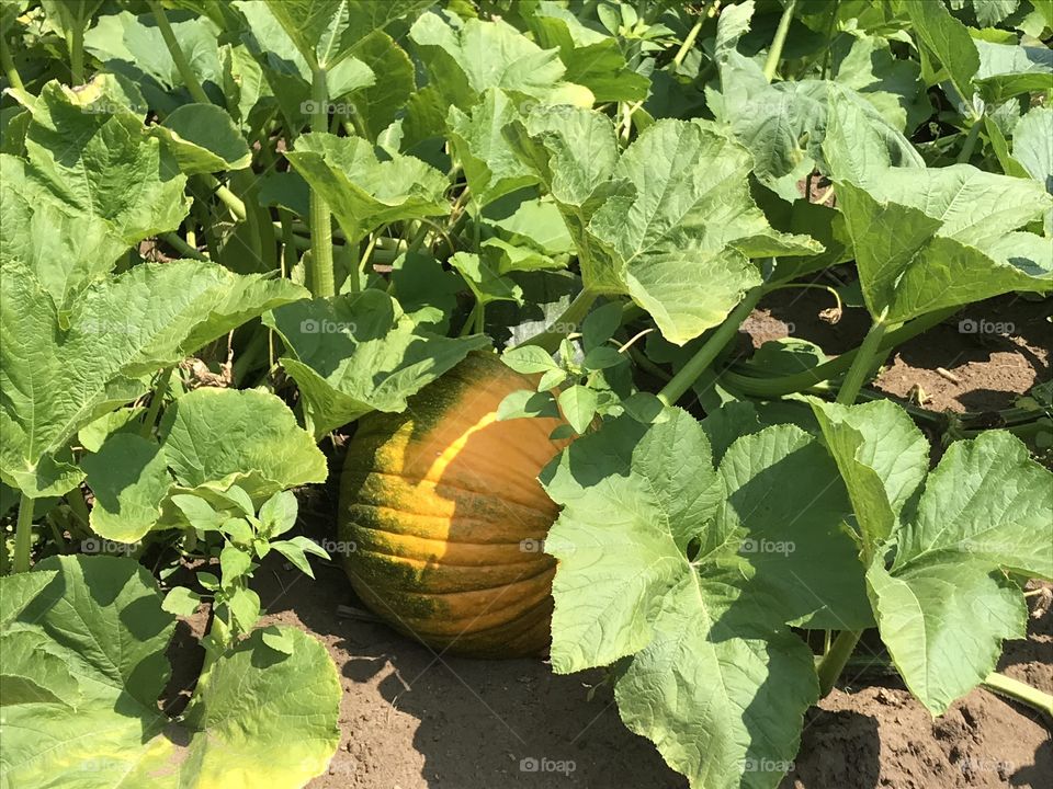A beautiful little pumpkin growing in the sunshine trying to get big & orange.