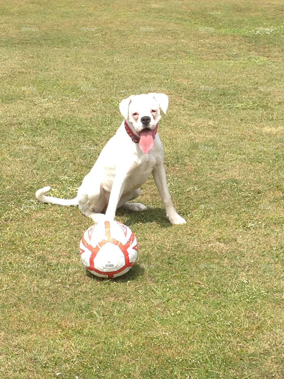 happy footy crazy boxer love my boxer by samwalker