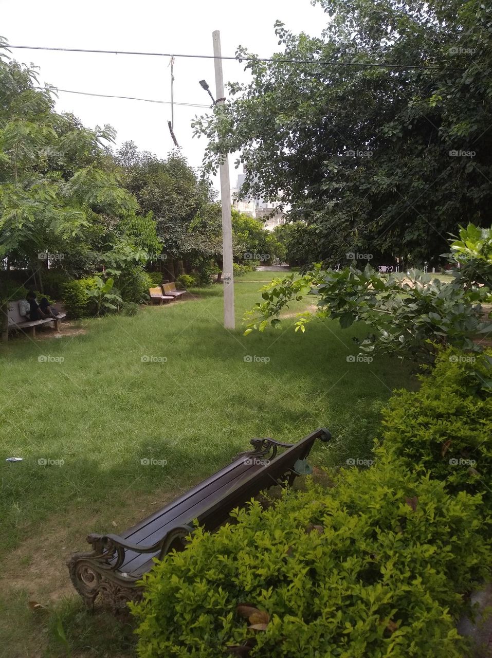 green garden small shurb looks very beautiful generally found everywhere seasonal