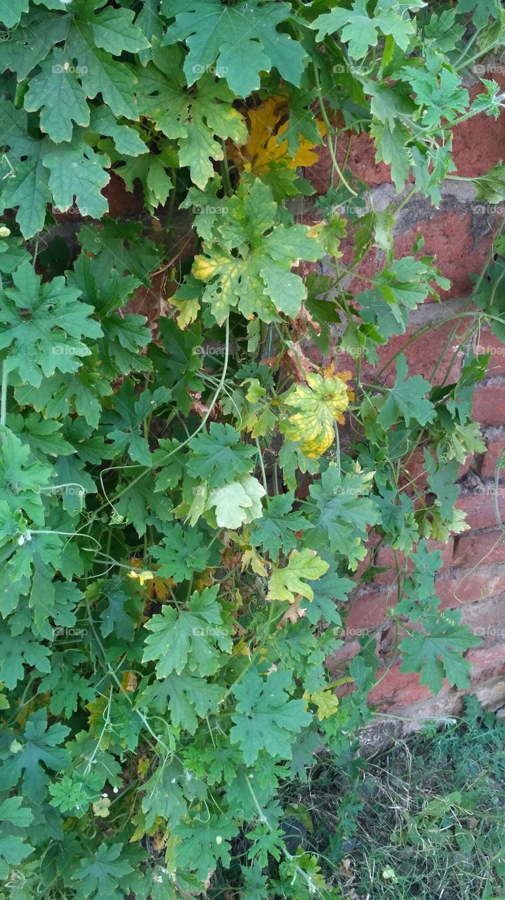 kaisa hai mera photo