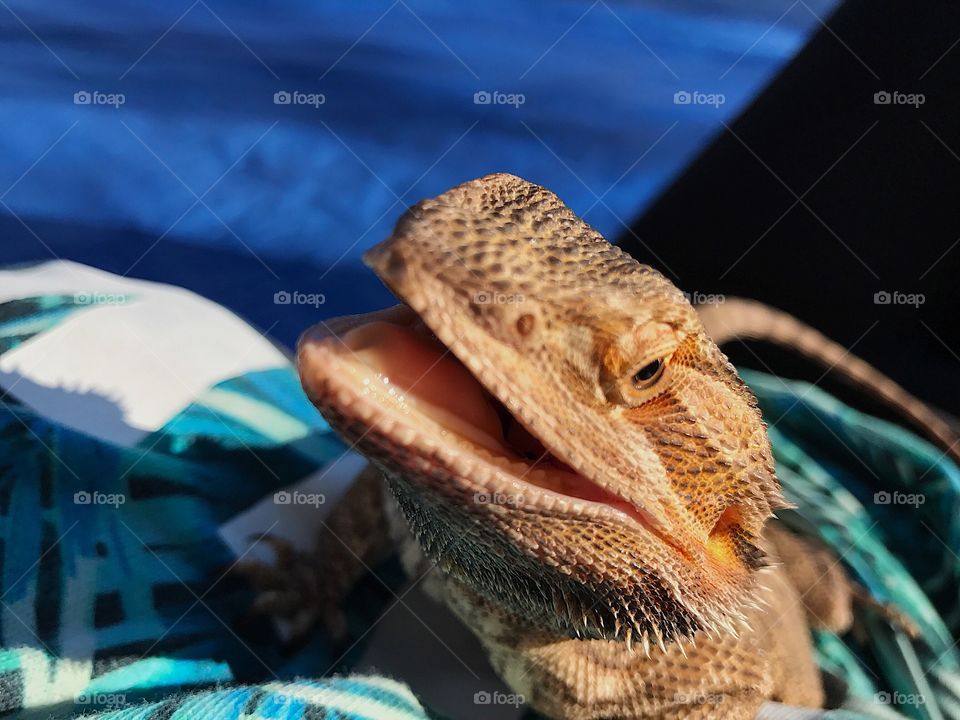 Smiling bearded dragon 😬