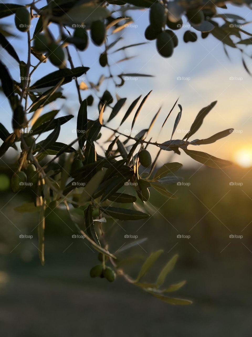 olive tree