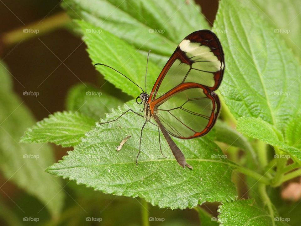 A close up of a butterfly 