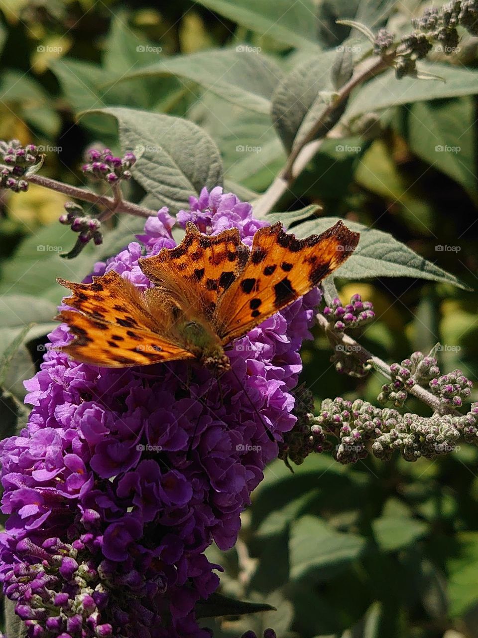 butterfly orange