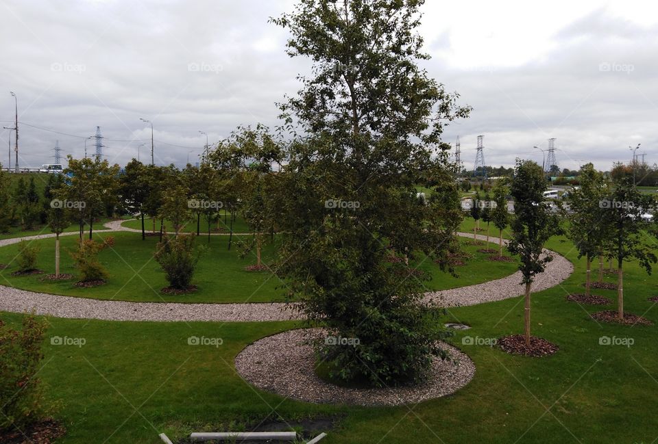 Деревья в городе