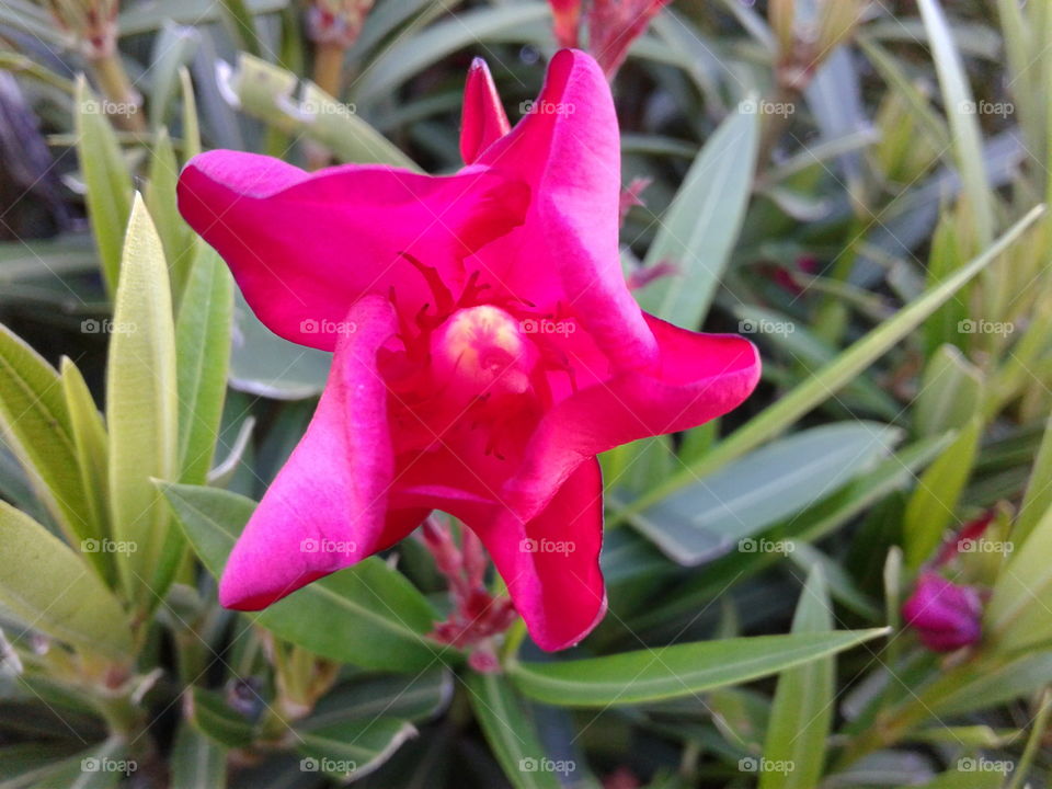 Flower, Flora, Nature, Garden, Leaf