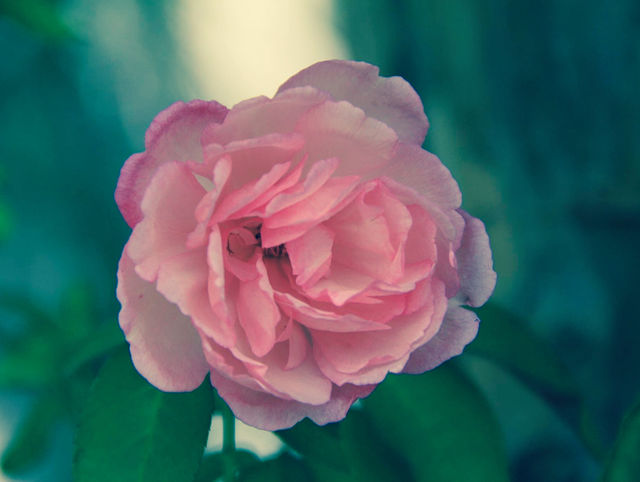Flower 🌸