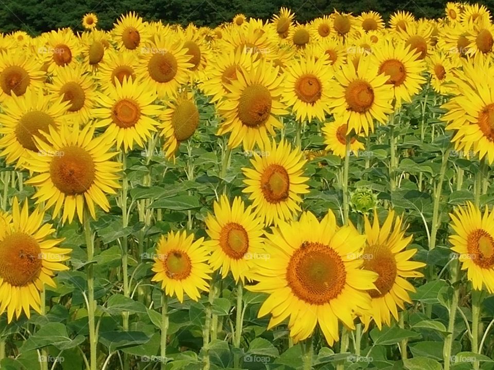 Blooming sunflowers in field