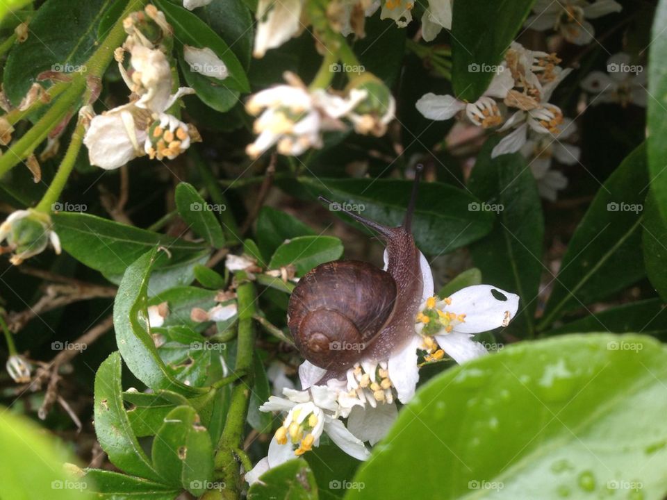 Snail