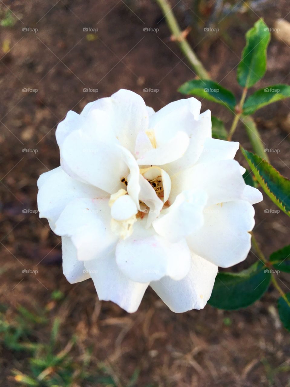 🌺Fim de #cooper!
Suado, cansado e feliz, alongando e curtindo a beleza das #flores. Aqui: mini #rosas brancas. 
🏁
#corrida #treino #flor #flowers #pétalas #pétala #jardim #jardinagem #garden #flora #run #running #esporte