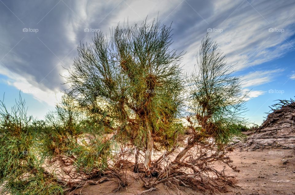 Desert bush. At Ejina, Inner Mongolia