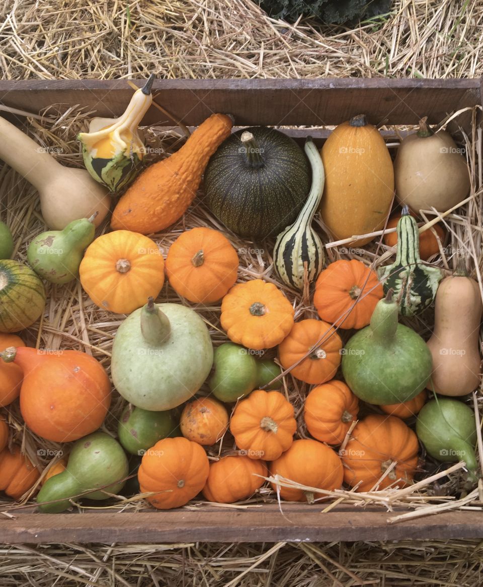Autumn basket