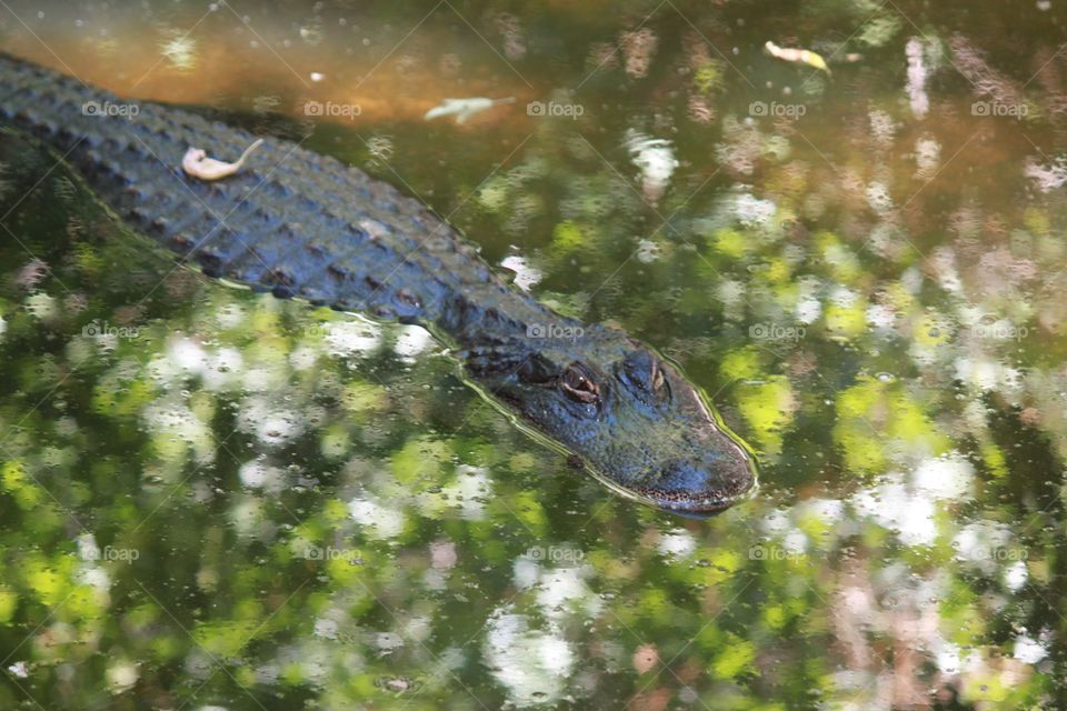 Chillin alligator 