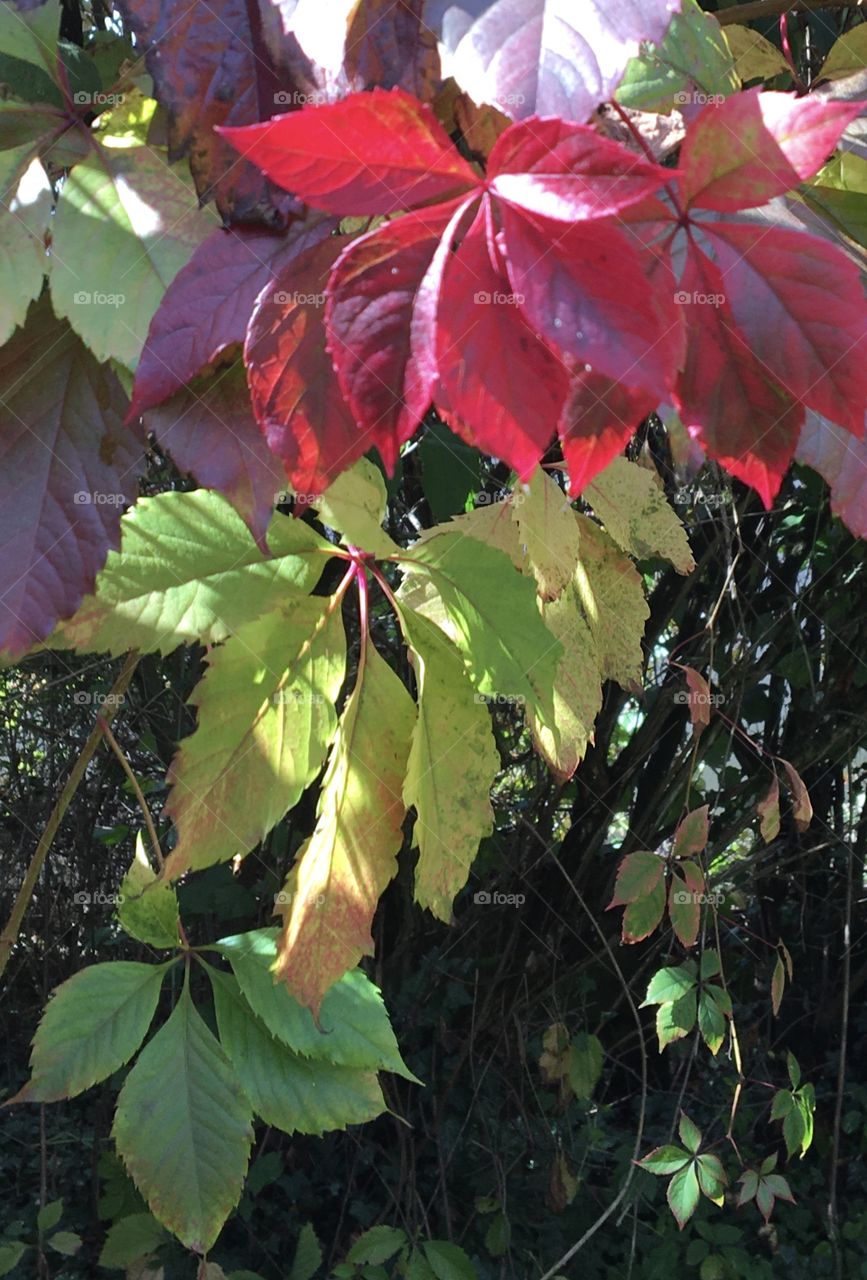 Colors and light in autumn’s mood