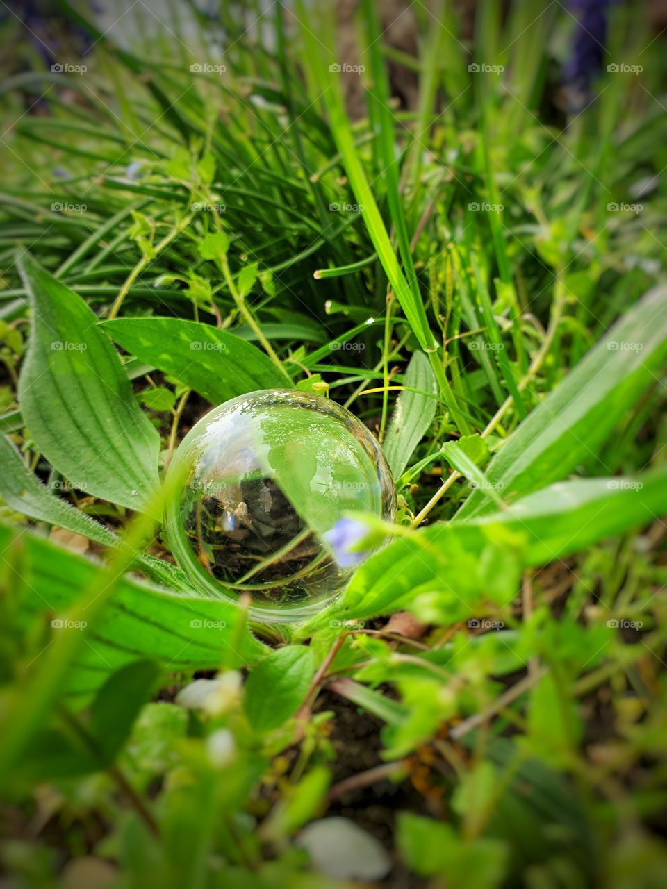 Glassball Blossom