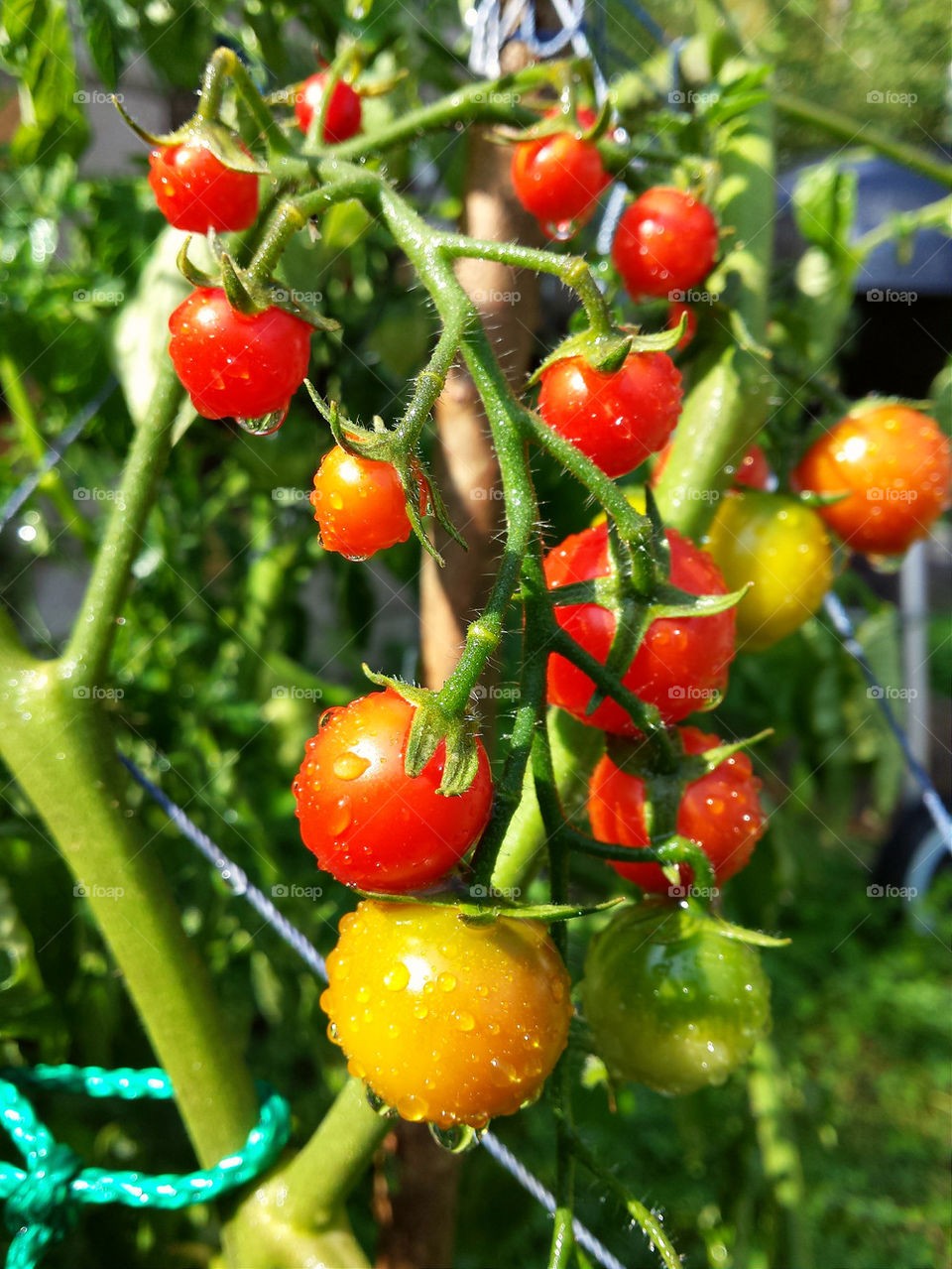 Tiny red tomatoes