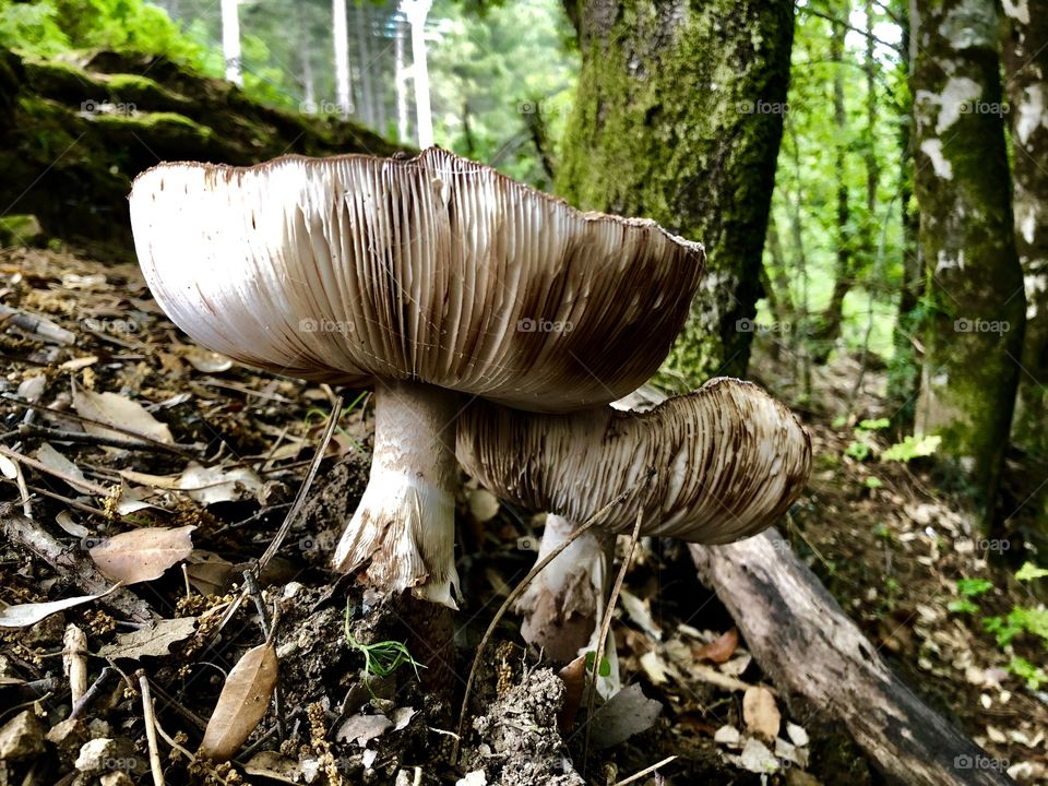 Mushrooms. Corse,France.