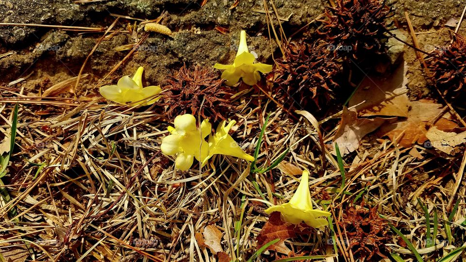 yellow flowers fallen