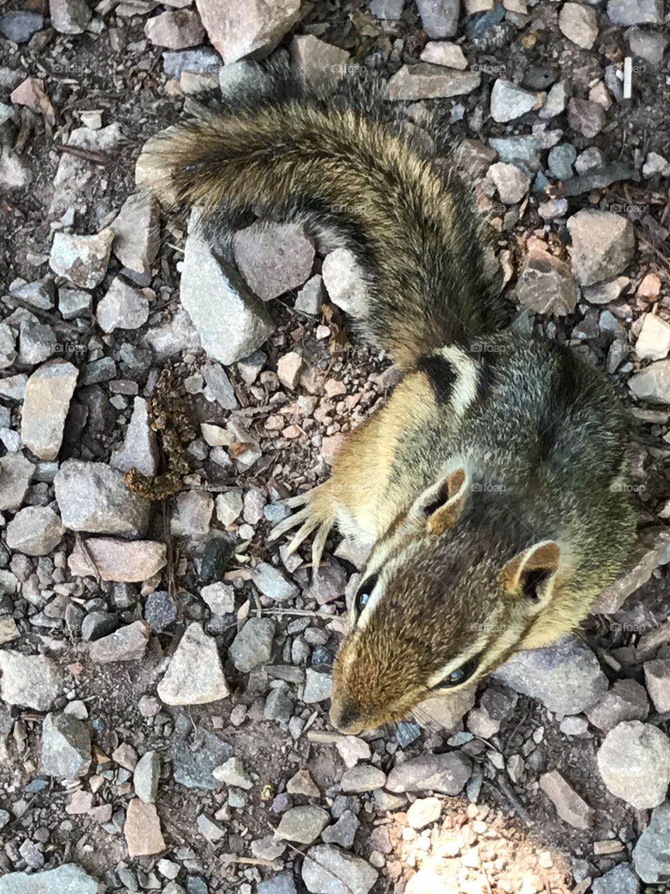 Closeup on a chipmunk