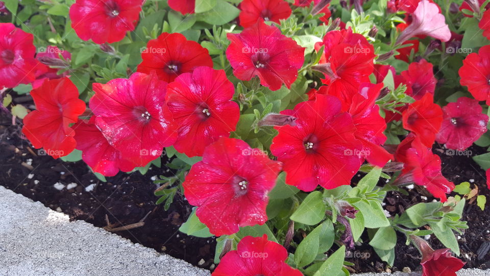 petunias