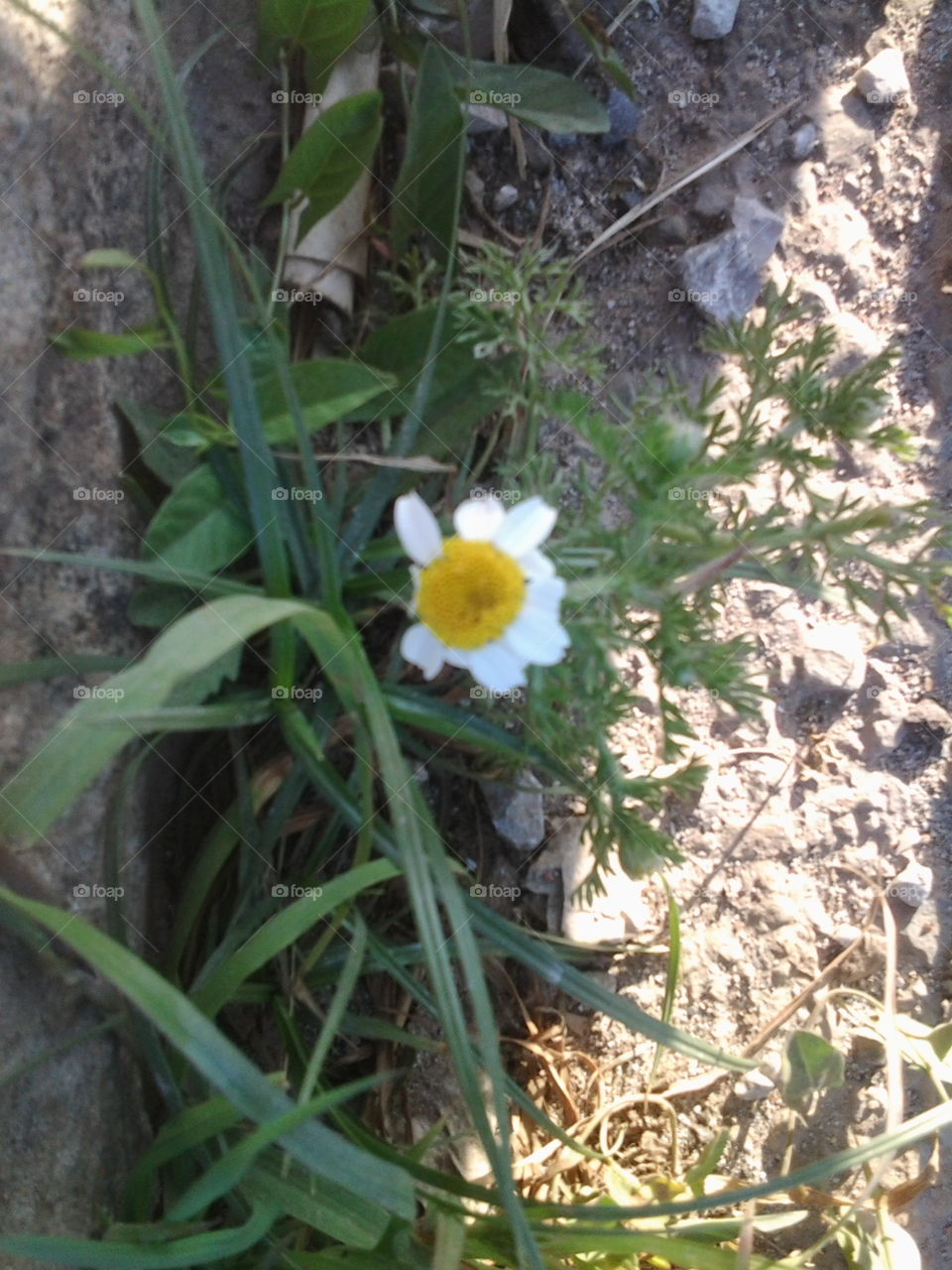 Small Wild Flower