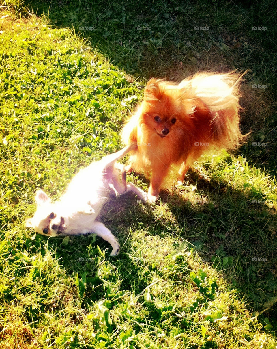 Two little dogs playing