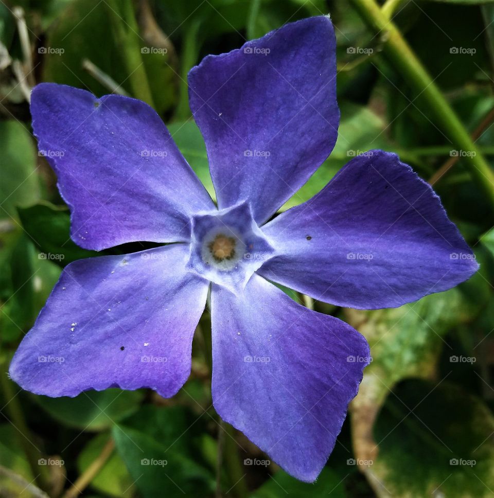 blue flower