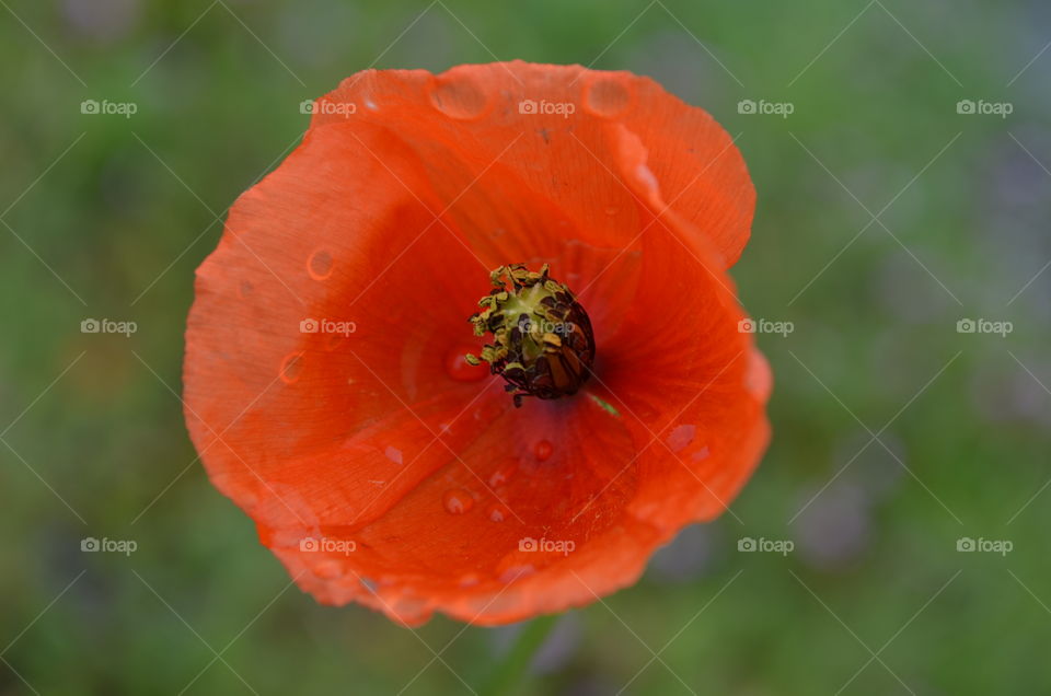 Red Poppy